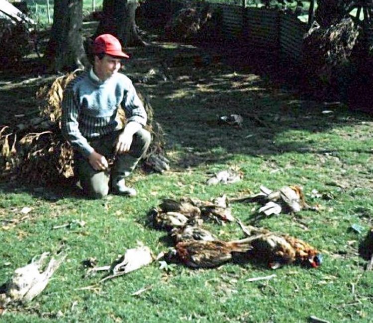 10 Surplus Mink pheasants